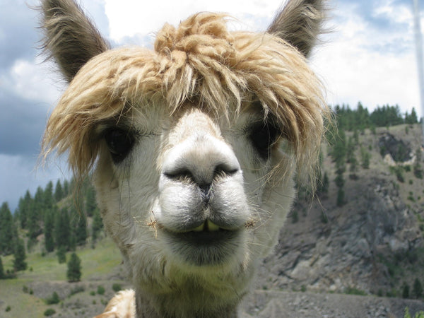 Llamas and Alpacas Are More Similar Than You Might Think